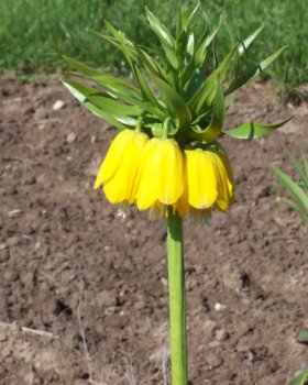 Fritillaria imperialis